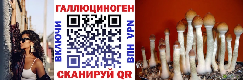 Псилоцибиновые грибы Psilocybe  купить  цена  Котлас 